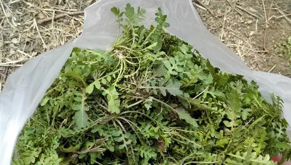 哪些野菜种植前景好 野菜种植一亩能挣多少钱