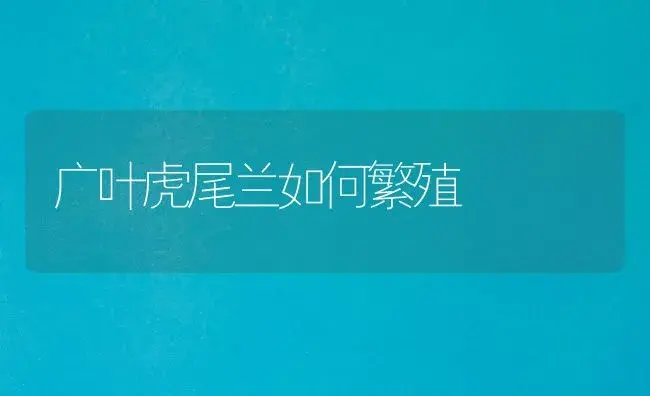 广叶虎尾兰如何繁殖 | 植物科普