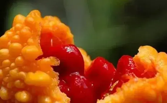 金铃子种植时间和方法，南方比北方的种植时间早