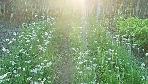 2018种韭菜赚钱吗？韭菜种植的利润与投资成本及前景预测