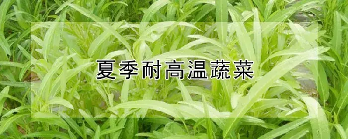 夏季耐高温蔬菜