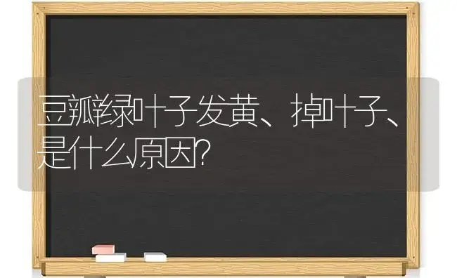 豆瓣绿叶子发黄、掉叶子、是什么原因？ | 植物问答