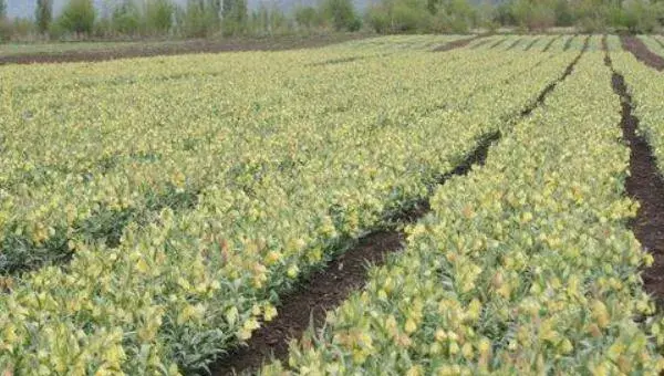 平贝母怎么种 平贝母种植技术