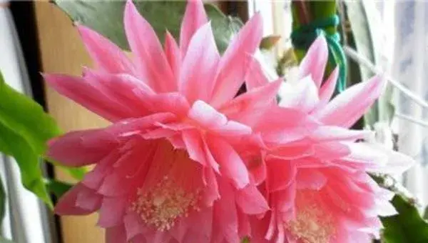 令箭荷花怎么养 令箭荷花养殖方法与注意事项