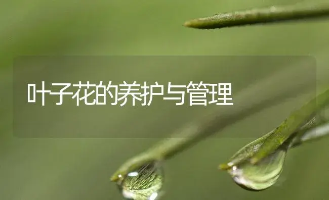 叶子花的养护与管理 | 植物知识