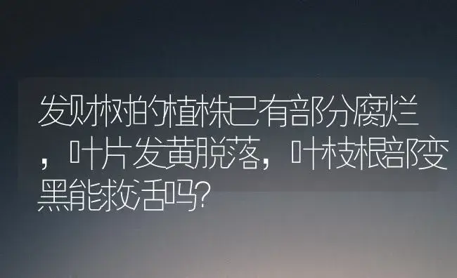 发财树的植株已有部分腐烂，叶片发黄脱落，叶枝根部变黑能救活吗？ | 植物问答