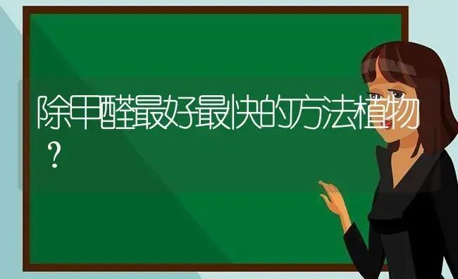 除甲醛最好最快的方法植物？ | 植物问答