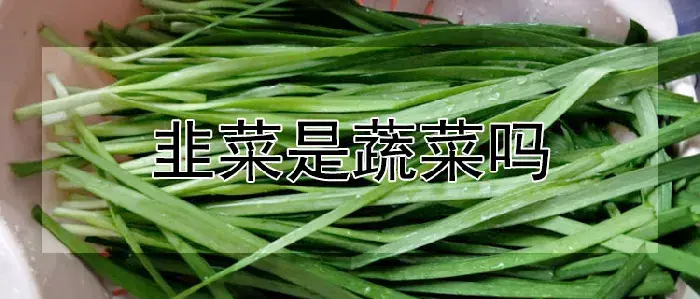 韭菜是蔬菜吗