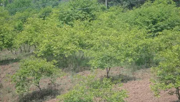 李子树科学种植技术