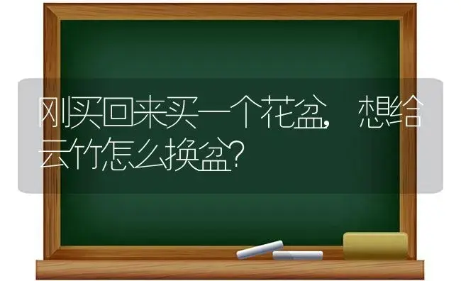 刚买回来买一个花盆,想给云竹怎么换盆？ | 植物问答