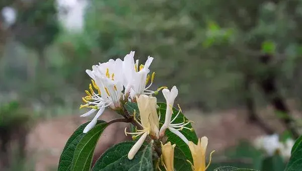 2018种金银花赚钱吗？金银花种植的利润与投资成本及前景预测