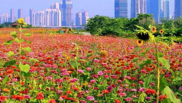 2018种百日草赚钱吗？百日草种植的利润与投资成本及前景预测