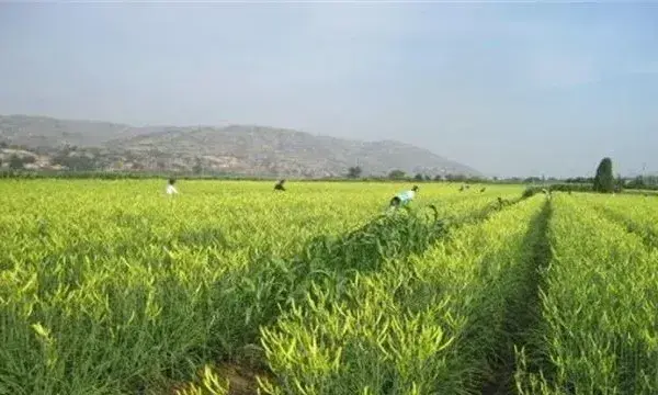 黄花菜除草方法及注意事项