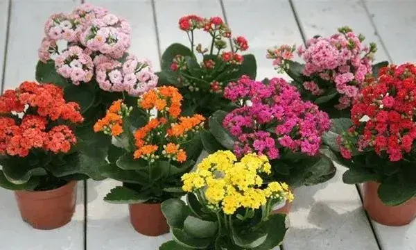 秋冬季节适合养什么花