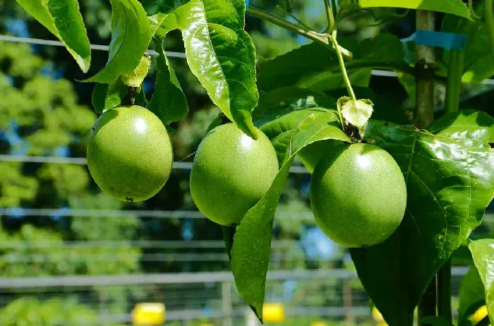 种植百香果为什么要搭架？