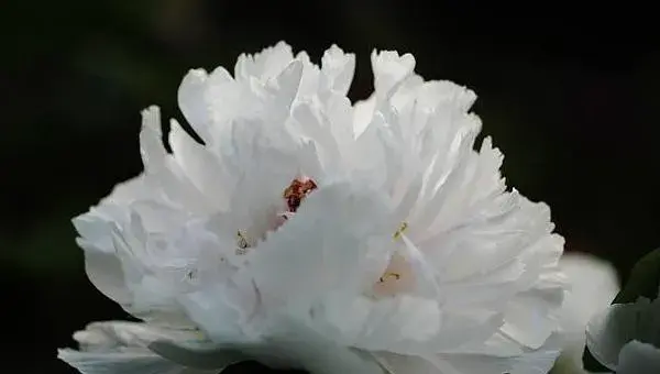 怎样种牡丹花种子