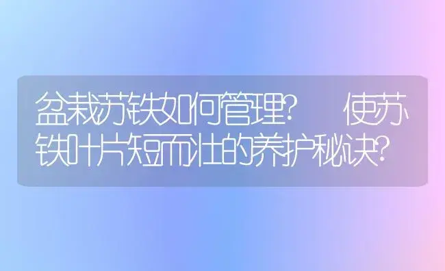 盆栽苏铁如何管理? 使苏铁叶片短而壮的养护秘诀? | 植物科普