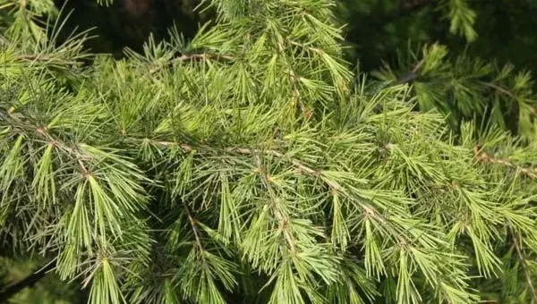 雪松产地及其种植技术