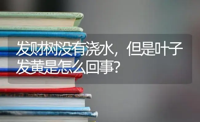 发财树没有浇水，但是叶子发黄是怎么回事？ | 植物问答