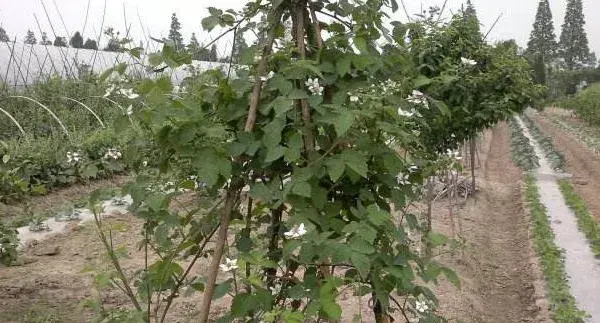 樱桃树的种植与管理技术 樱桃树的修剪方法