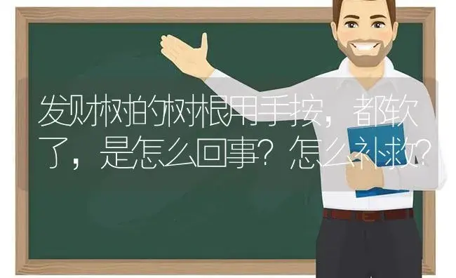 发财树的树根用手按，都软了，是怎么回事？怎么补救？ | 植物问答