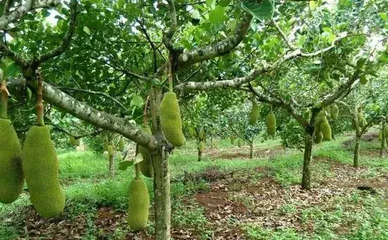 高产菠萝蜜需要掌握的嫁接技术有哪些？