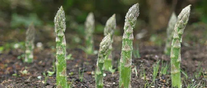 芦笋采收的时间及方法