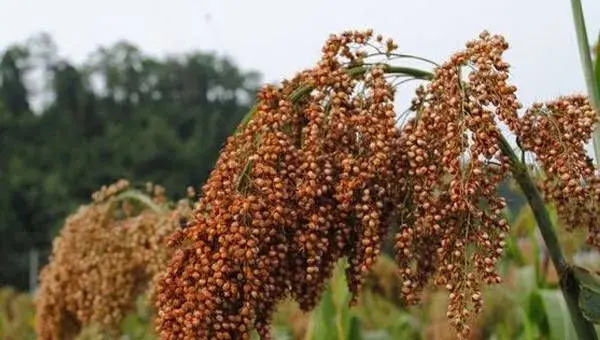 甜高粱种植方法介绍