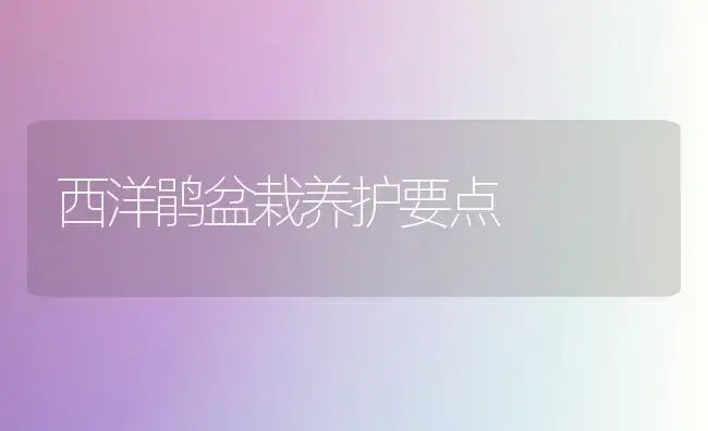 西洋鹃盆栽养护要点 | 植物科普