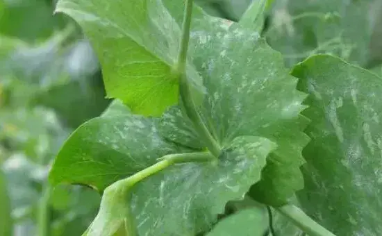 豌豆苗在土里怎样种植