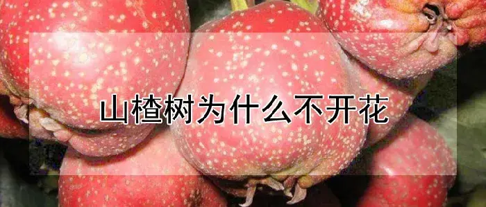 山楂树为什么不开花