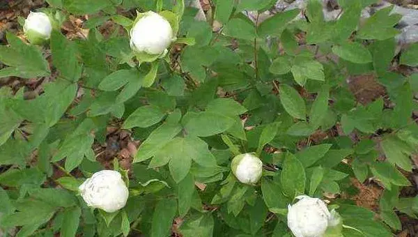 种白芍栽培采收技巧