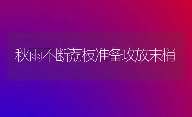 秋雨不断荔枝准备攻放末梢 | 植物科普