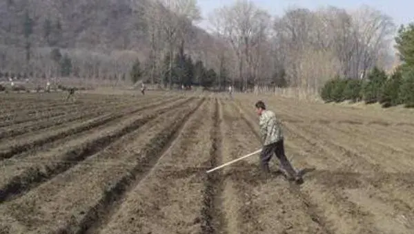 南瓜什么时候种植 南瓜科学种植技术