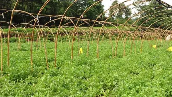 茼蒿科学种植技术