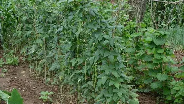 豇豆栽培技术 豇豆种植方法