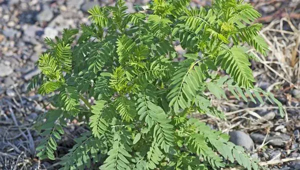 2018种黄芪赚钱吗？黄芪种植的利润与投资成本及前景预测