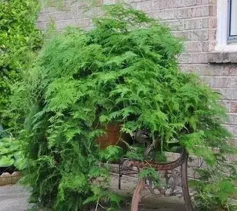 文竹松的种植技巧？