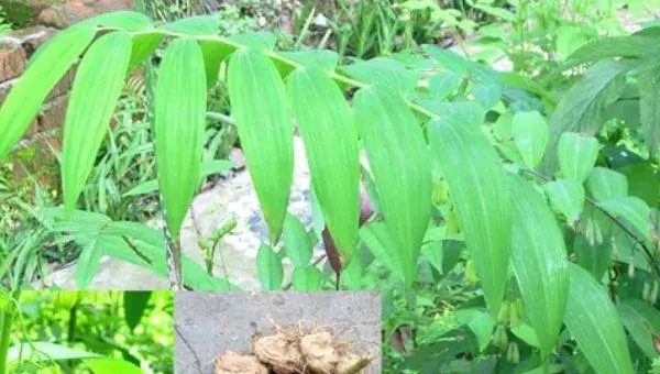黄精种植新技术