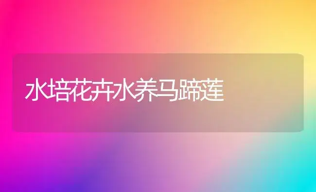 水培花卉水养马蹄莲 | 植物知识