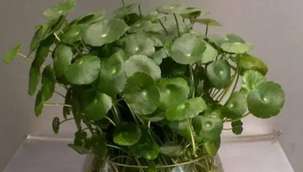 金钱草水培怎么养 水培金钱草几天能发芽