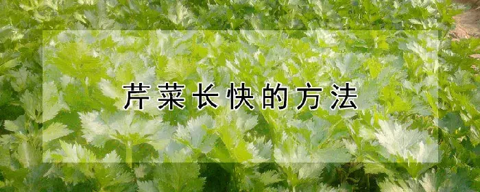 芹菜长快的方法