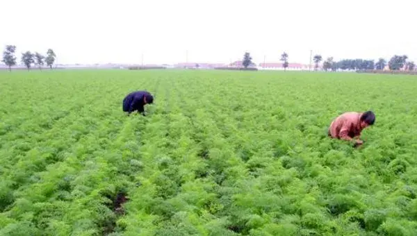 胡萝卜怎么种 胡萝卜科学种植技术