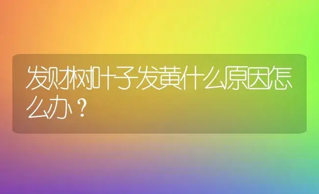 发财树叶子发黄什么原因怎么办？ | 植物问答