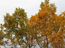 速生白蜡“钻心虫”的防治