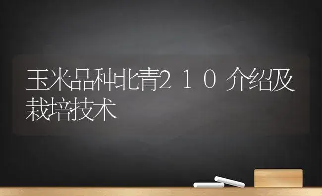 玉米品种北青210介绍及栽培技术 | 植物科普