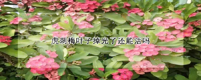 虎刺梅叶子掉光了还能活吗