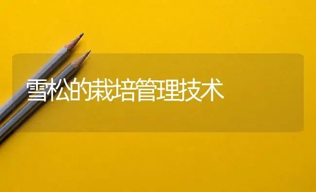 君子兰叶、根干枯怎么办 | 植物知识