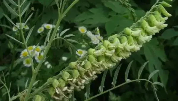 苦参种植技术 苦参种植时间及方法