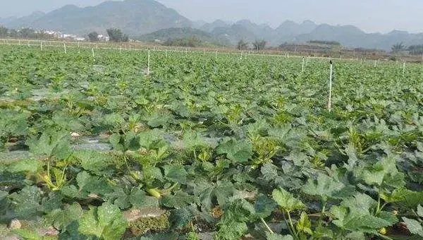 西葫芦种植时间 西葫芦什么时候上市